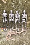 İskelet Figür Süsler 4lü İpli Halloween Süsü İskeletler